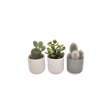 Cactus size S terracotta pot